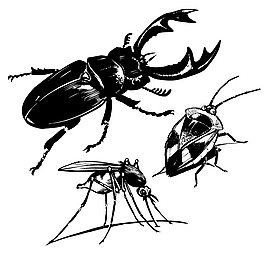 印花矢量圖 動物 昆蟲 蟑螂 小強(qiáng) 免費(fèi)素材