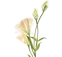 印花矢量圖 優(yōu)雅植物 花 毛衫印花 優(yōu)雅植物 免費素材