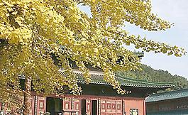金秋 东林 大雄宝殿图片