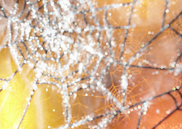 夢(mèng)幻蜘蛛網(wǎng)背景