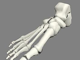 Foot Bones 腳骨