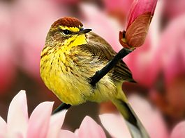 位圖 動物 鳥類 棕色 黑色 免費素材