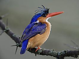 位圖 動(dòng)物 鳥(niǎo)類(lèi) 寶石藍(lán)色 灰色 免費(fèi)素材