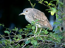 位圖 動(dòng)物 鳥(niǎo)類 黑色 灰色 免費(fèi)素材