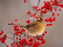 位圖 動(dòng)物 鳥類 棕色 灰色 免費(fèi)素材