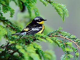 位圖 動物 鳥類 黑色 黃色 免費素材