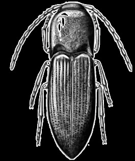 alyma lawlerae