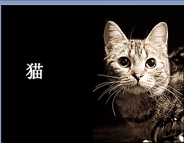 貓