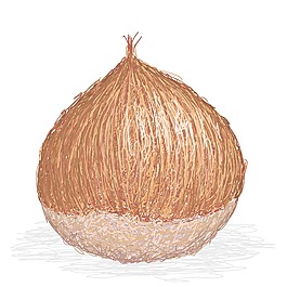板栗