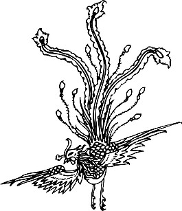 印花矢量圖 動(dòng)物 鳥(niǎo)類 鳳凰 色彩 免費(fèi)素材