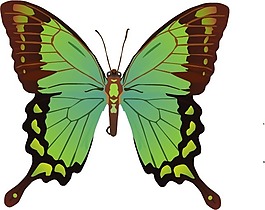 印花矢量圖 動物 蝴蝶 色彩 綠色 免費素材
