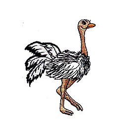 動(dòng)物 鳥(niǎo)類(lèi) 鴕鳥(niǎo) 色彩 黑色 免費(fèi)素材