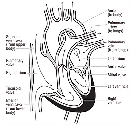 58294main_the.brain.in.space-page-121-heart-cross-section