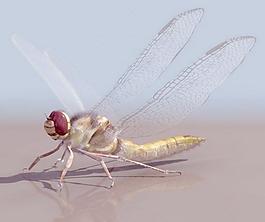 Dragonfly 精模蜻蜓+貼圖