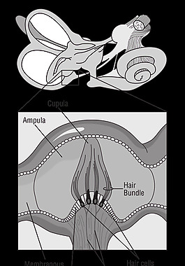 58294main_the.brain.in.space-page-37-diagram-of-receptor-cells