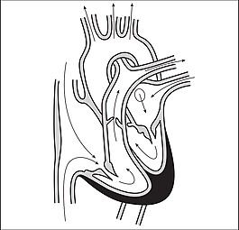 58294main_the.brain.in.space-page-121-heart-cross-section-no-labels