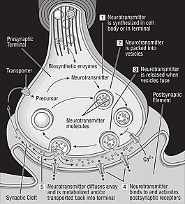 58294main_the.brain.in.space-32-science-diagram-of-synapse