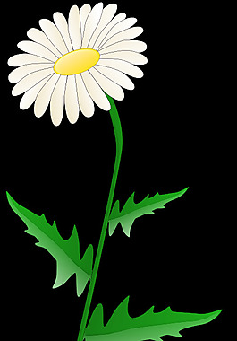 雛菊