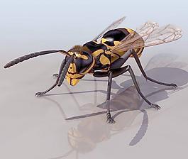 大黄蜂,马蜂hornet