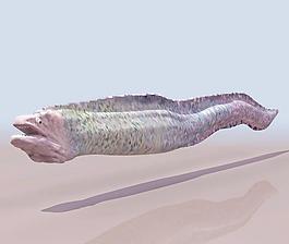 海鰻conger (eel)