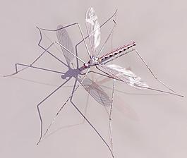mosquito蚊子