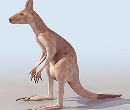 袋鼠kangaroo