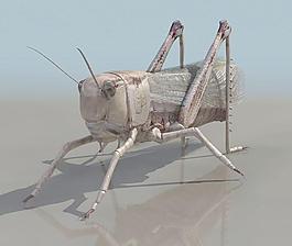 蝗蟲(chóng) 高精度模型，帶貼圖