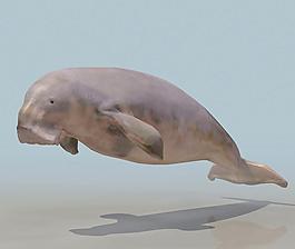 海象(Walrus) 鰭腳類動(dòng)物 高模