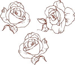 玫瑰花素材