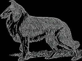 牧羊犬2灰度