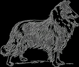 牧羊犬灰度