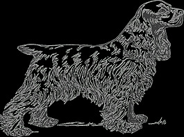科克獵犬灰度
