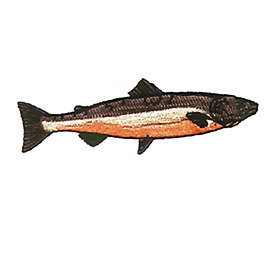 繡花 動(dòng)物 魚(yú) 色彩 免費(fèi)素材
