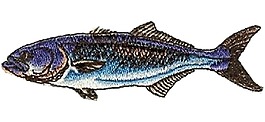繡花 動(dòng)物 魚(yú) 色彩 免費(fèi)素材