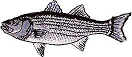 繡花 動(dòng)物 魚(yú) 色彩 吉祥 免費(fèi)素材