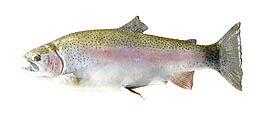 魚