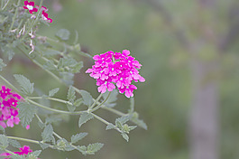 粉色的花
