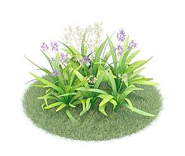 白芨 009 Bletilla