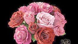 Bouquet roses 一束玫瑰