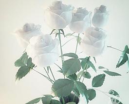 7 roses in vase 花瓶中的7支白玫瑰