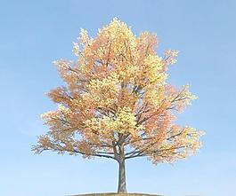 金秋時節 染黃了樹葉 絢麗的秋天的樹 tree 100