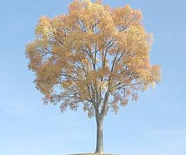 秋天来了，变黄了树叶的大树 tree  099