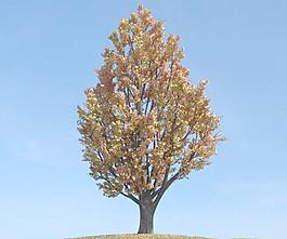 ginkgo tree 093 黃葉的老銀杏樹