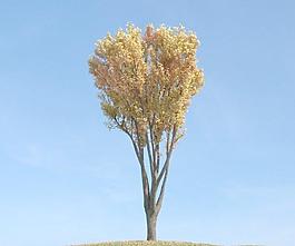 zelkova tree 091 櫸樹 秋季 黃葉