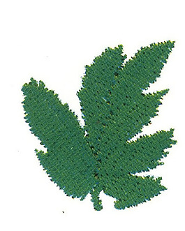 繡花 楓葉 綠色 樹(shù)木 楓樹(shù) 免費(fèi)素材