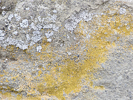 Grunge紋理60