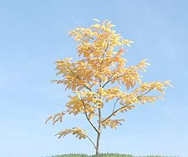 秋季金黃色的樹葉 小樹 plant 068