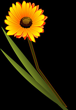 flowers_gerbera