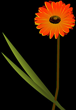花非洲菊