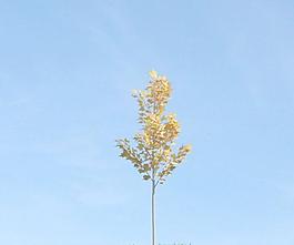 秋天 变黄的树叶 小树 plant 060